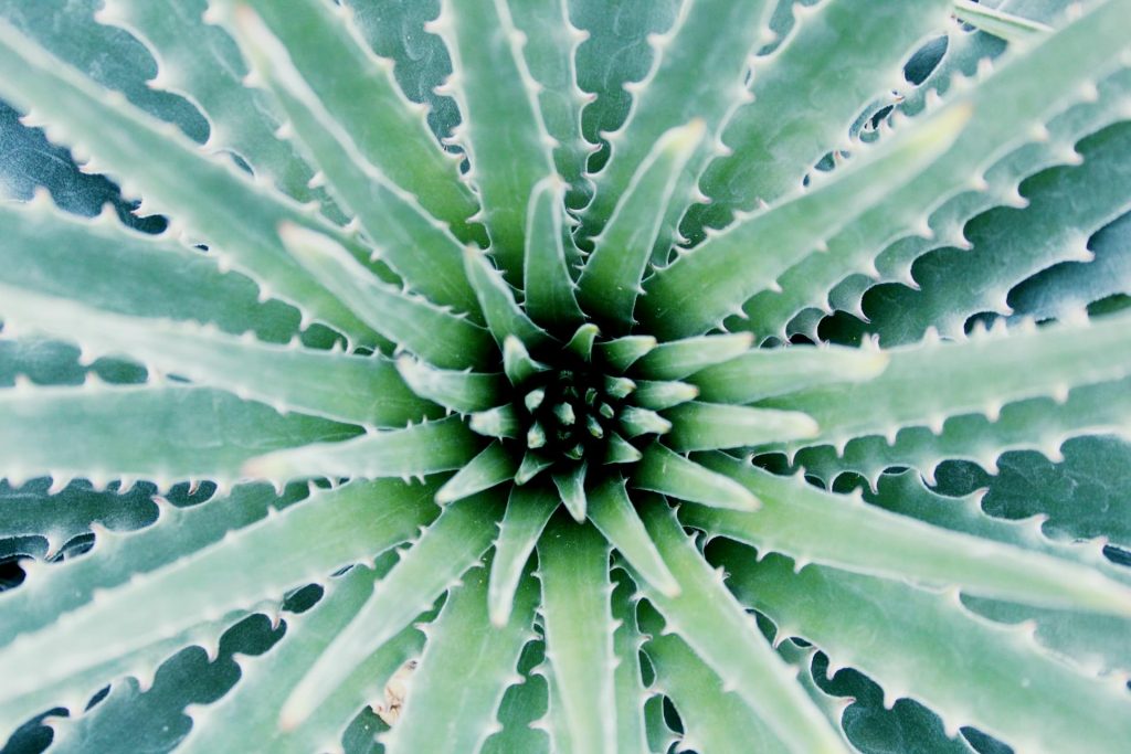 aloe vera