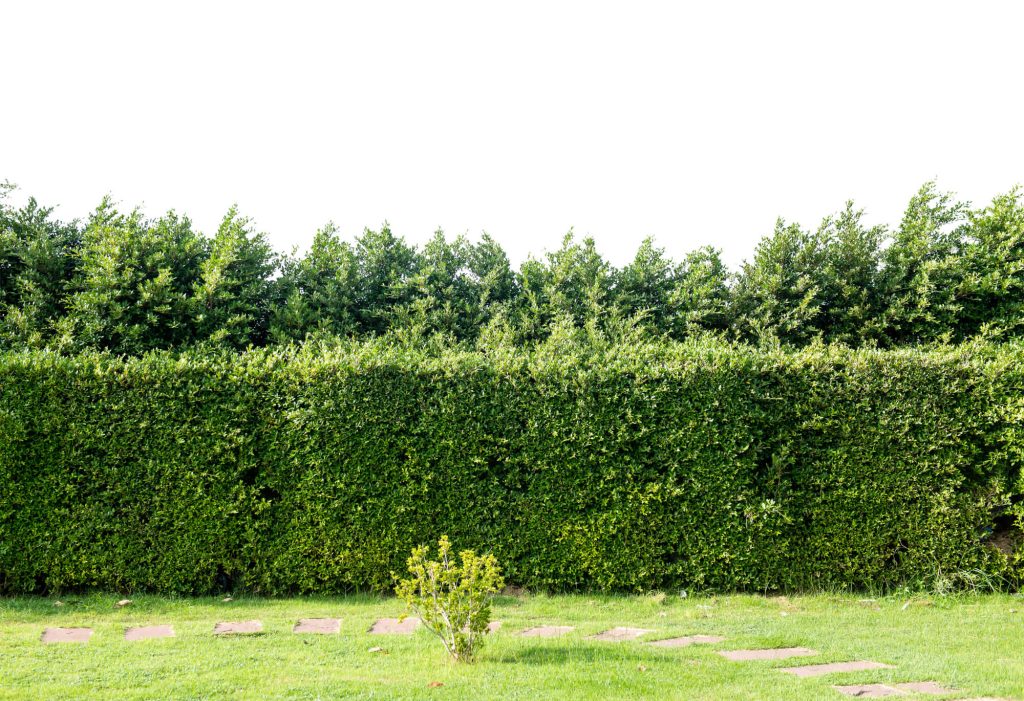 A sövény az esztétikai funkciók mellett hasznos is.